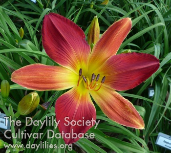 Daylily Open Hearth